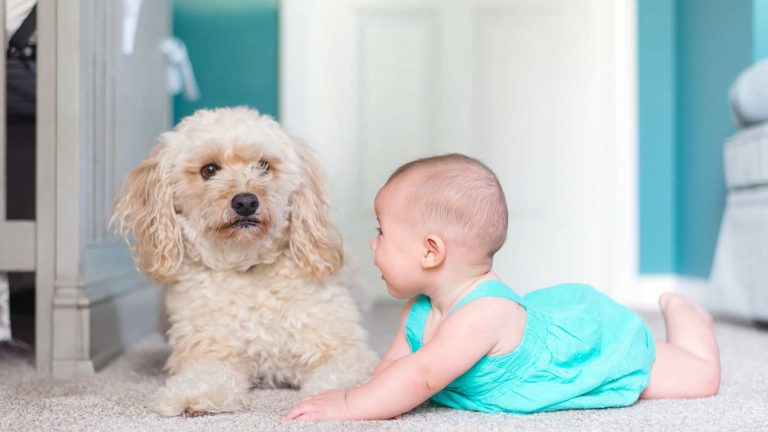 如何介紹狗狗給嬰兒