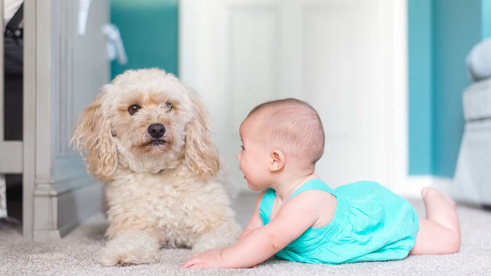 如何介紹狗狗給嬰兒