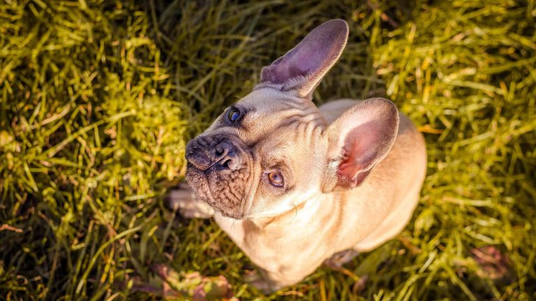 法國鬥牛犬品種信息與研究和圖片