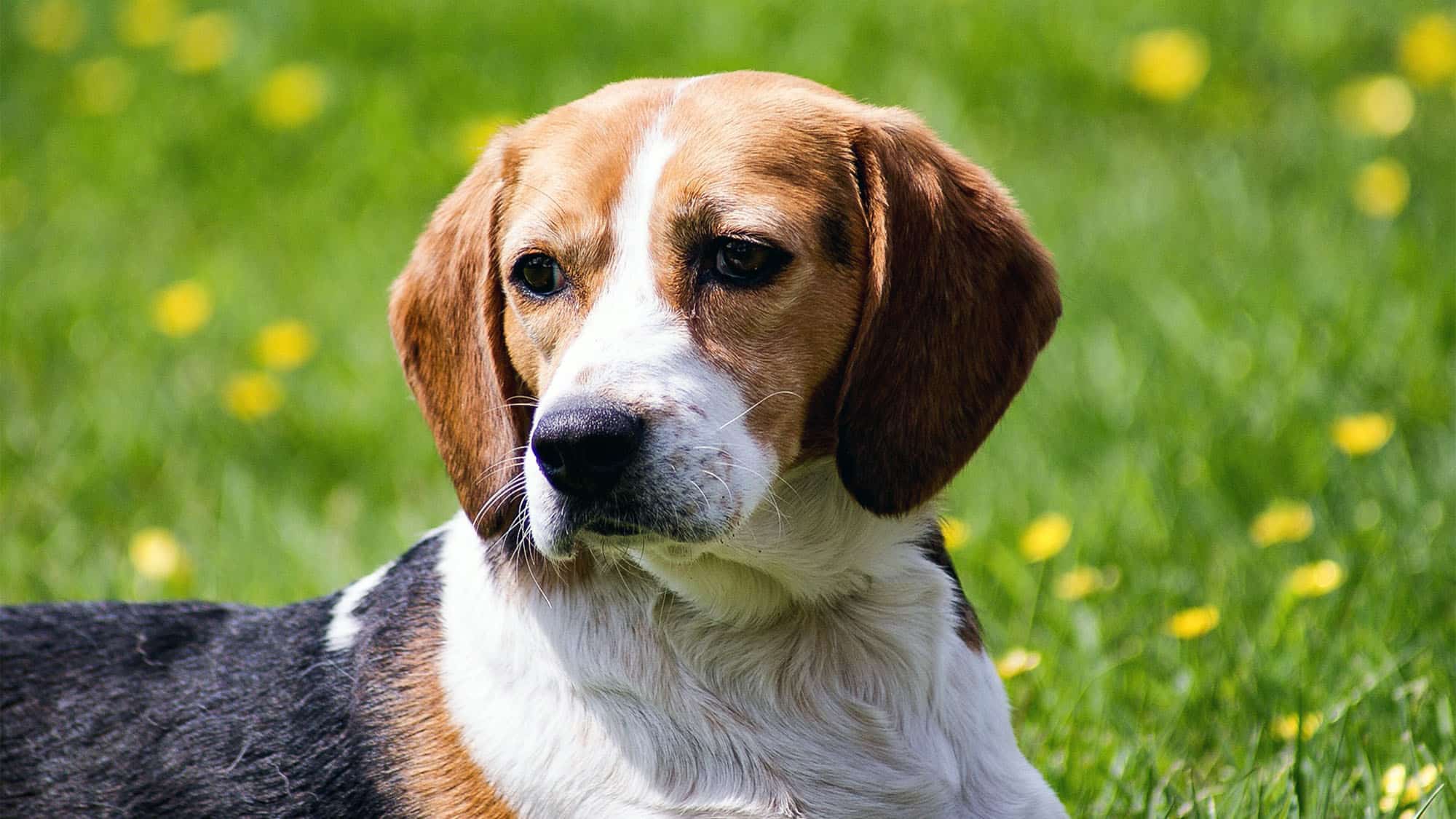 小獵犬狗品種