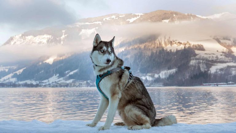 西伯利亞雪橇犬品種信息和圖片