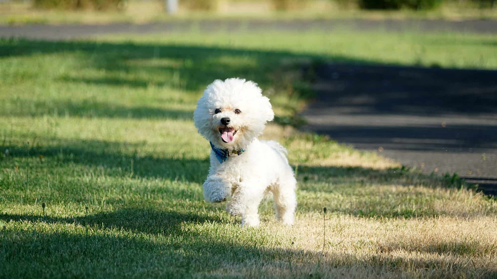 比熊犬狗品種