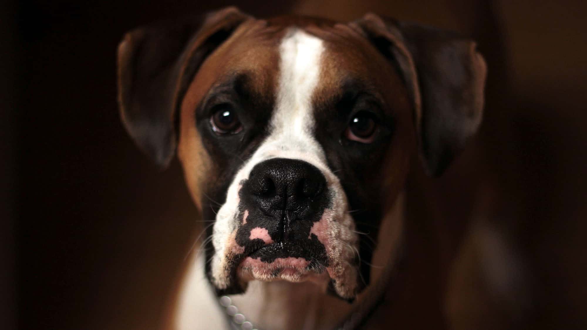 拳師犬種