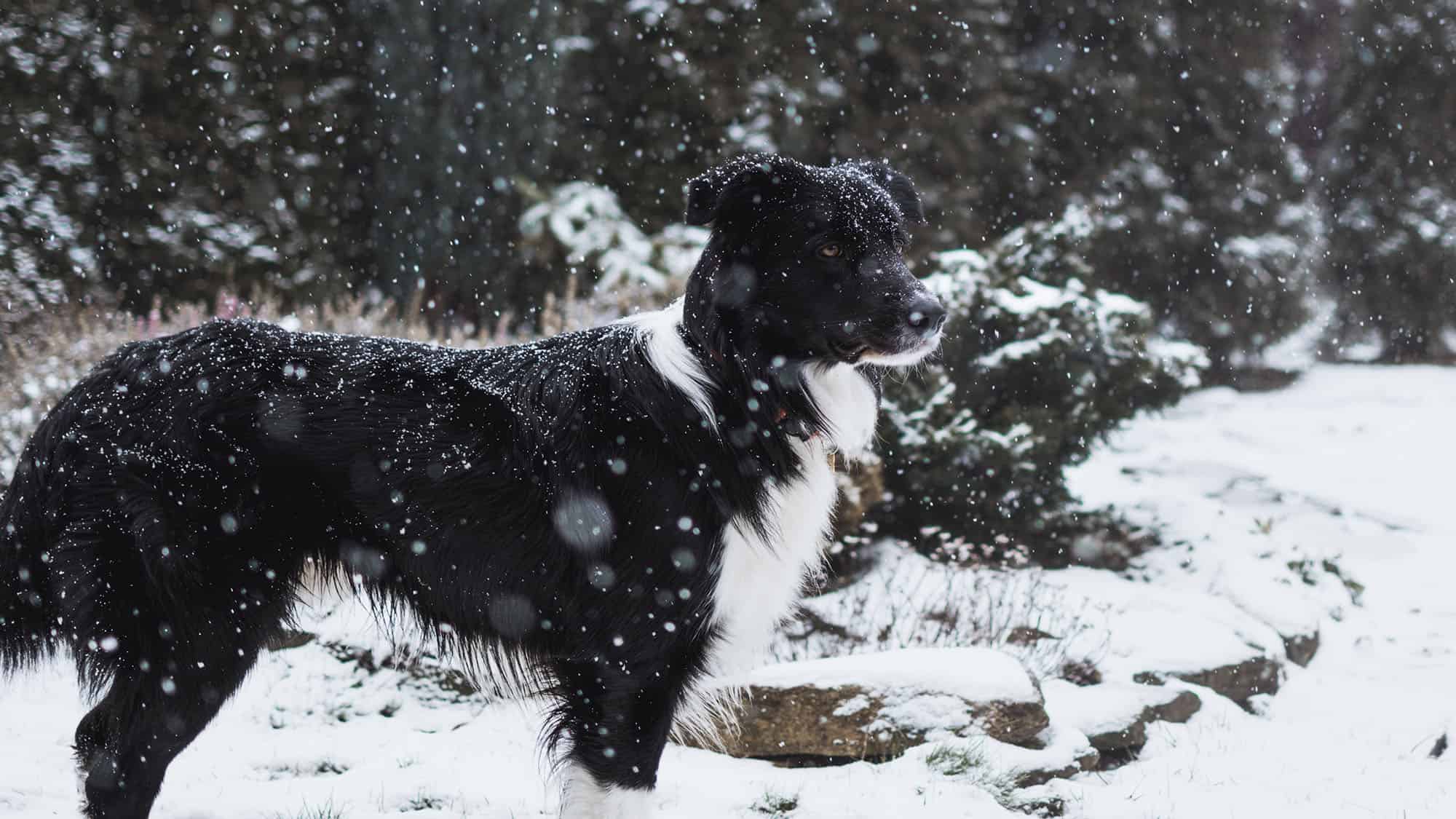 最聰明的犬種排名