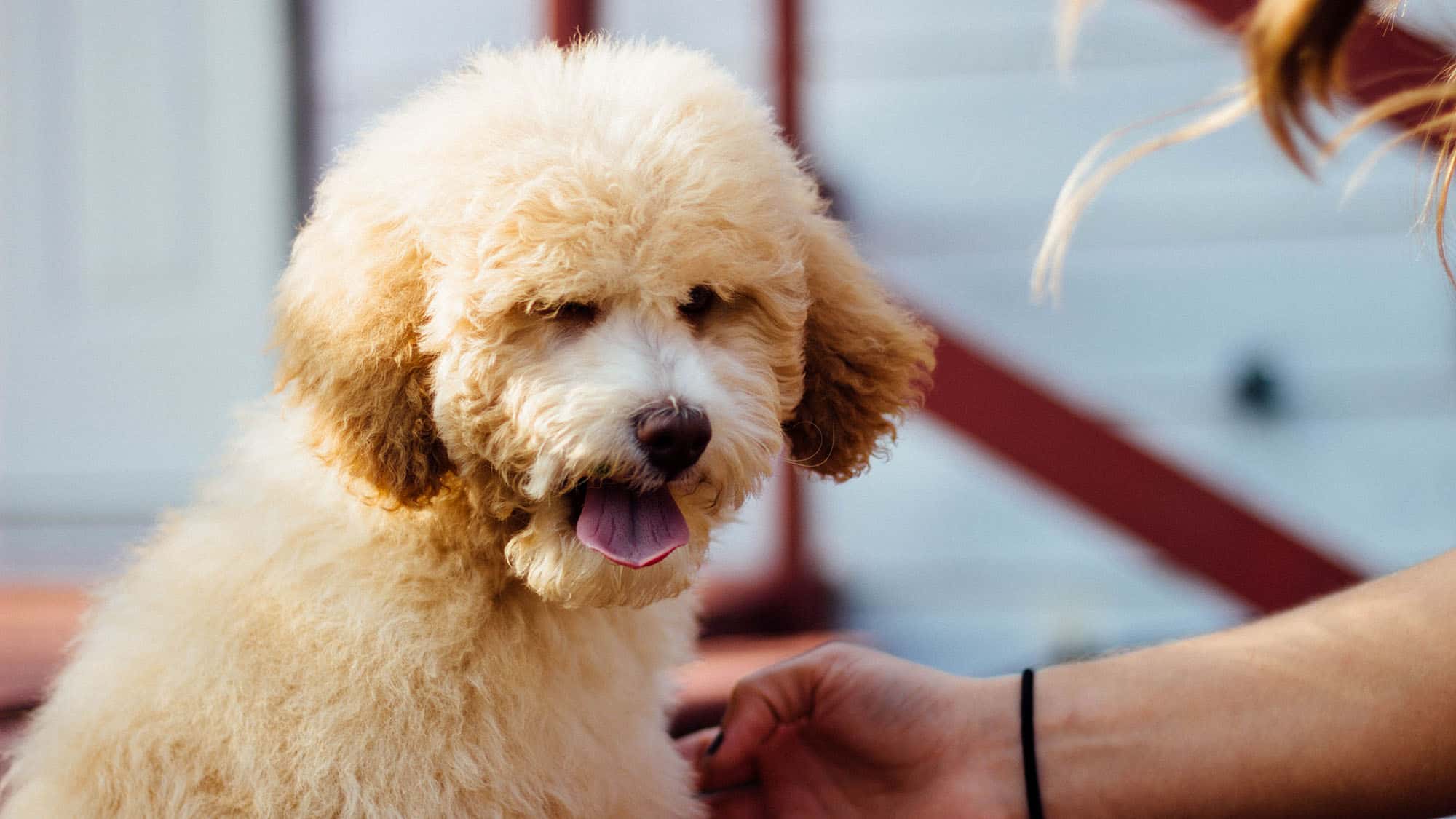 2.貴賓犬