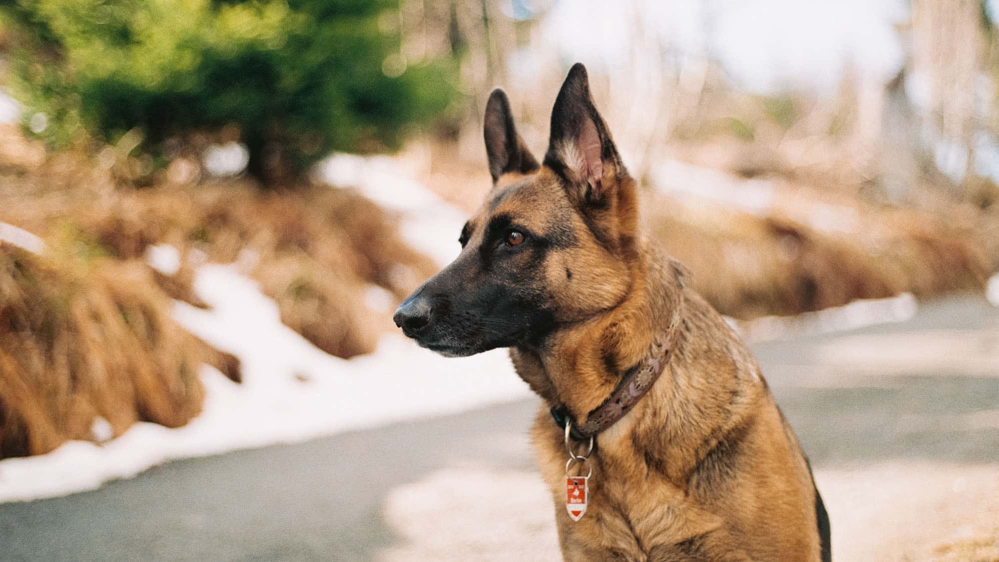 3.德國牧羊犬