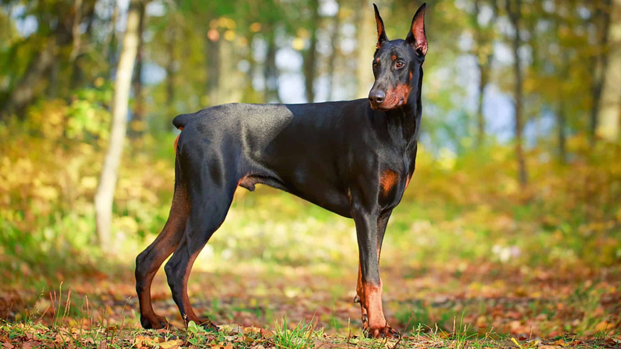5.杜賓犬