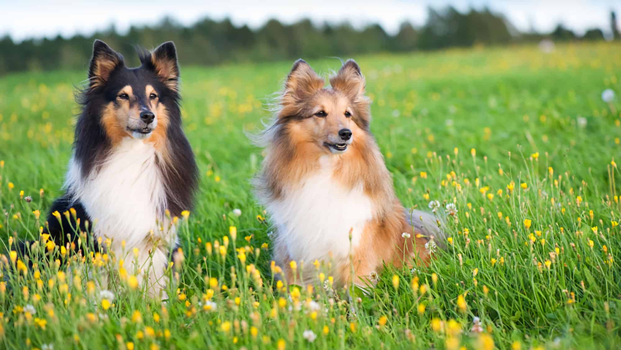 6.設得蘭群島牧羊犬