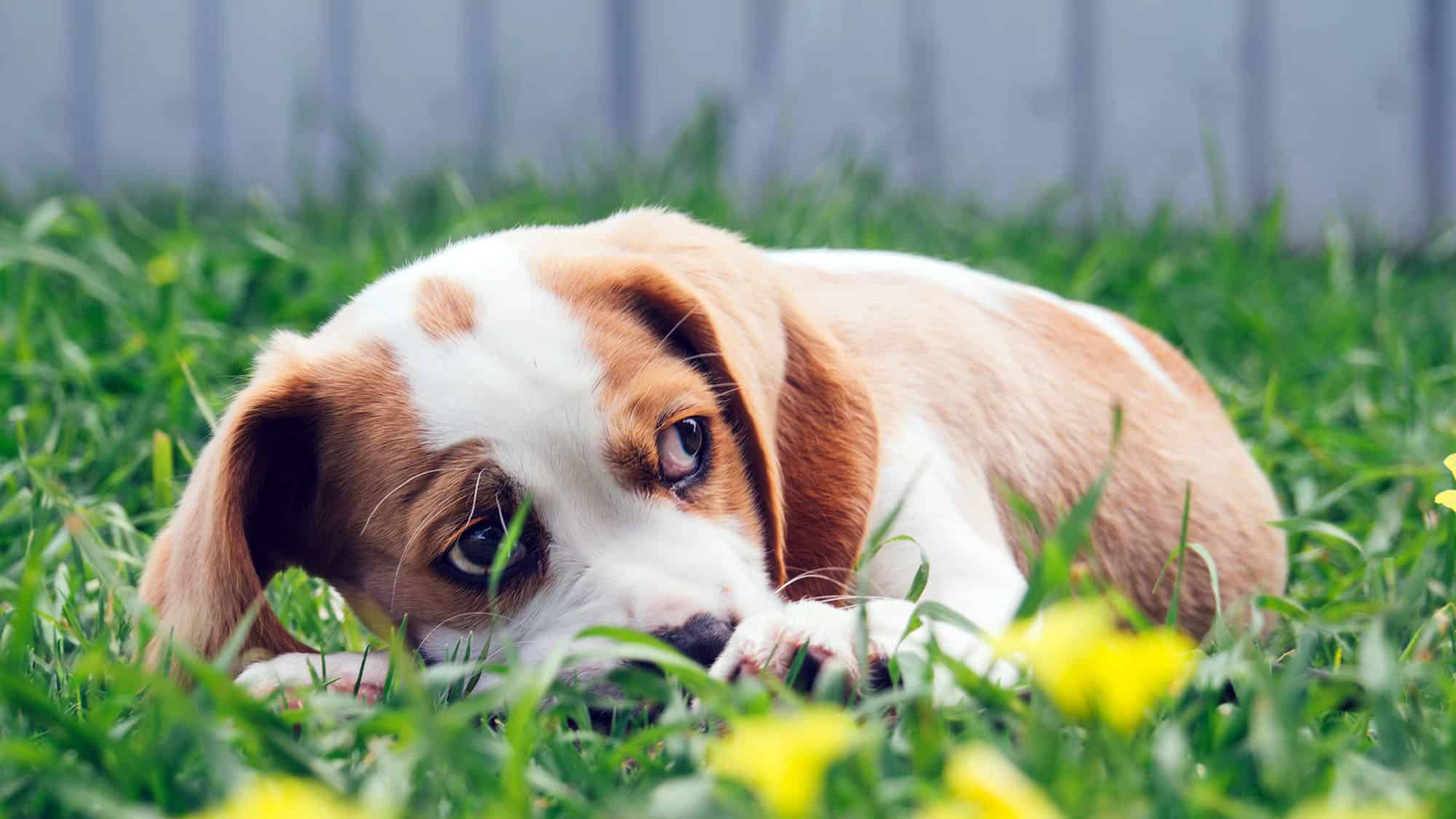 小獵犬-3