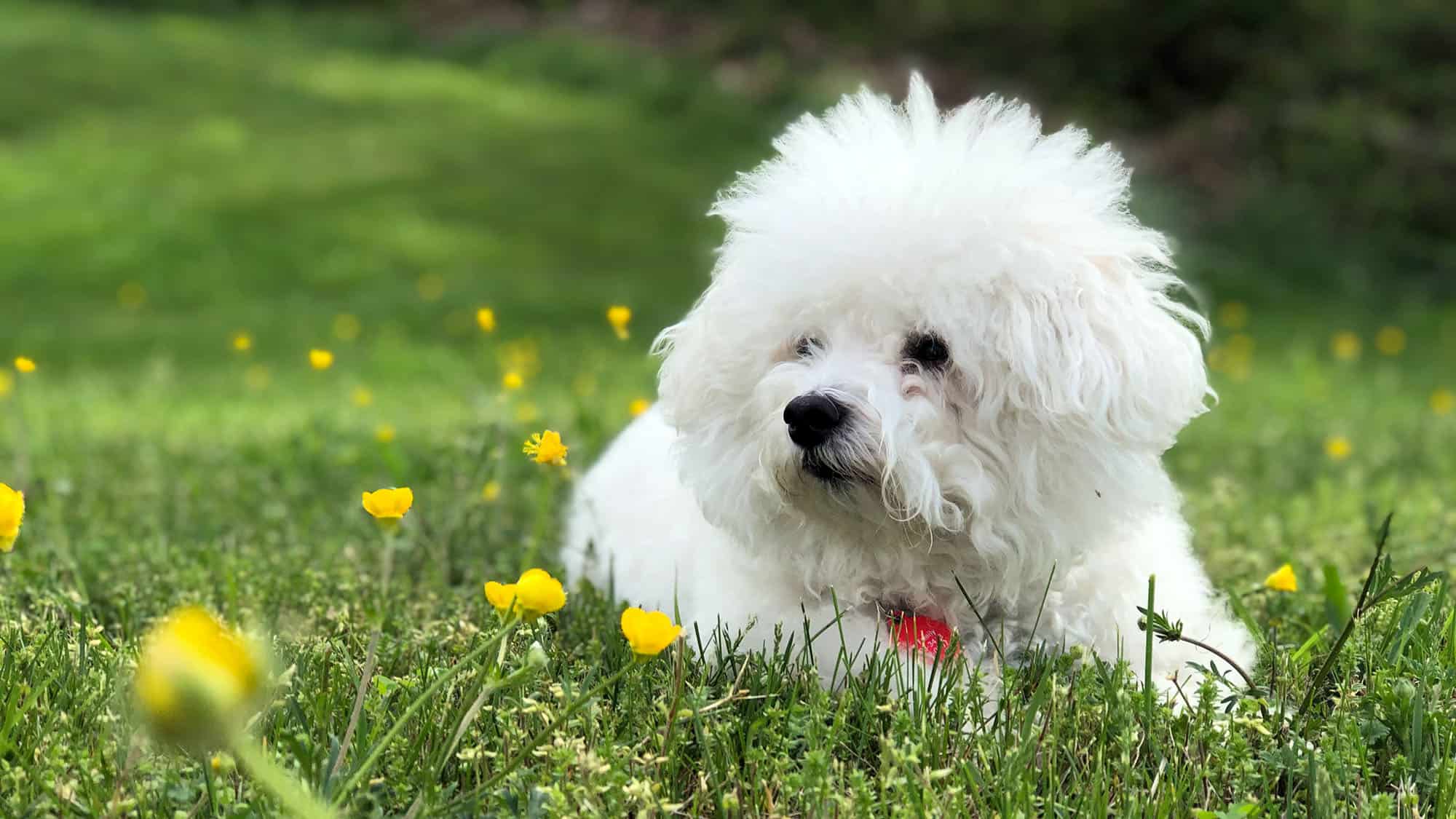 比熊犬-2