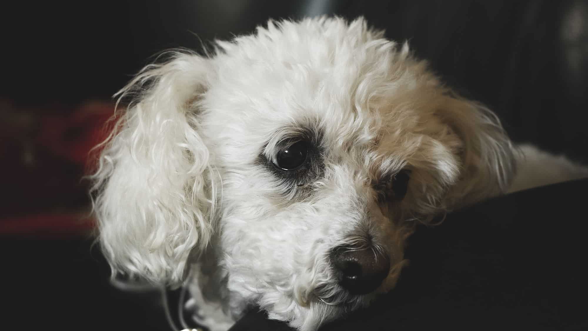 比熊犬-3