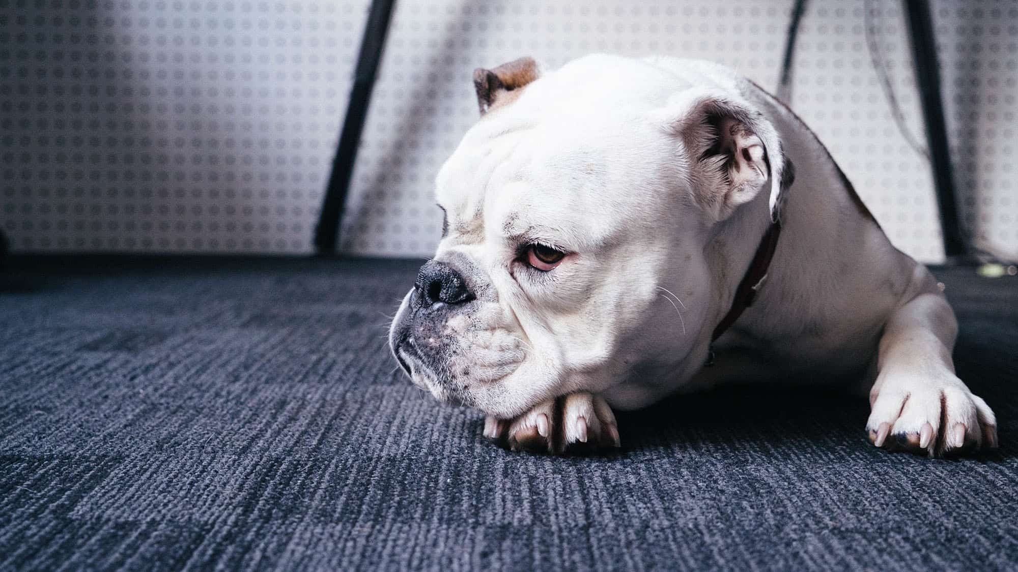 牛頭犬-1