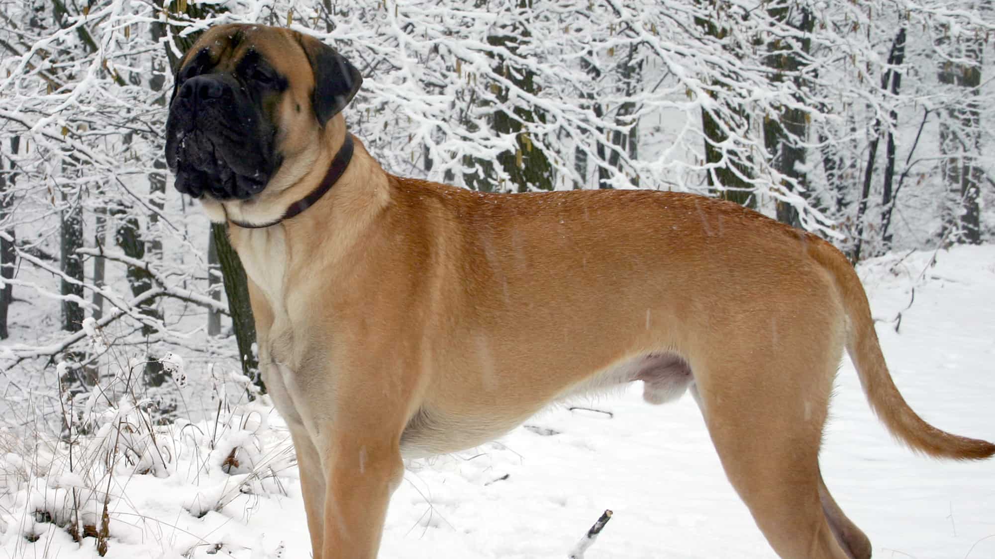 Bullmastiff-1