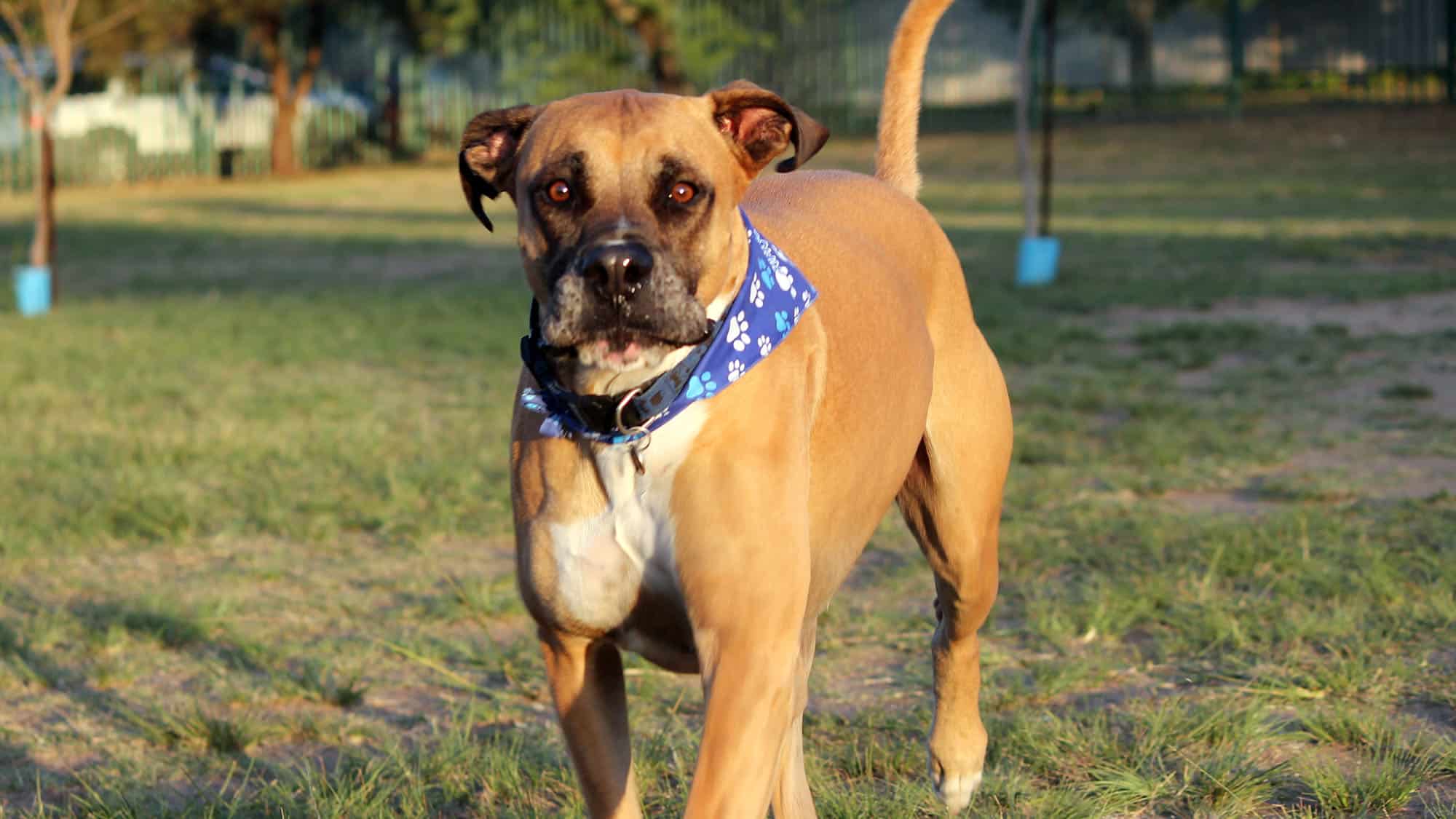 Bullmastiff-2