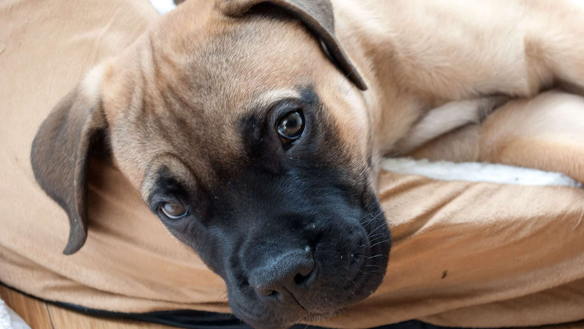Bullmastiff-3