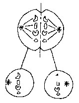 圖5-6。 簡單細胞分裂