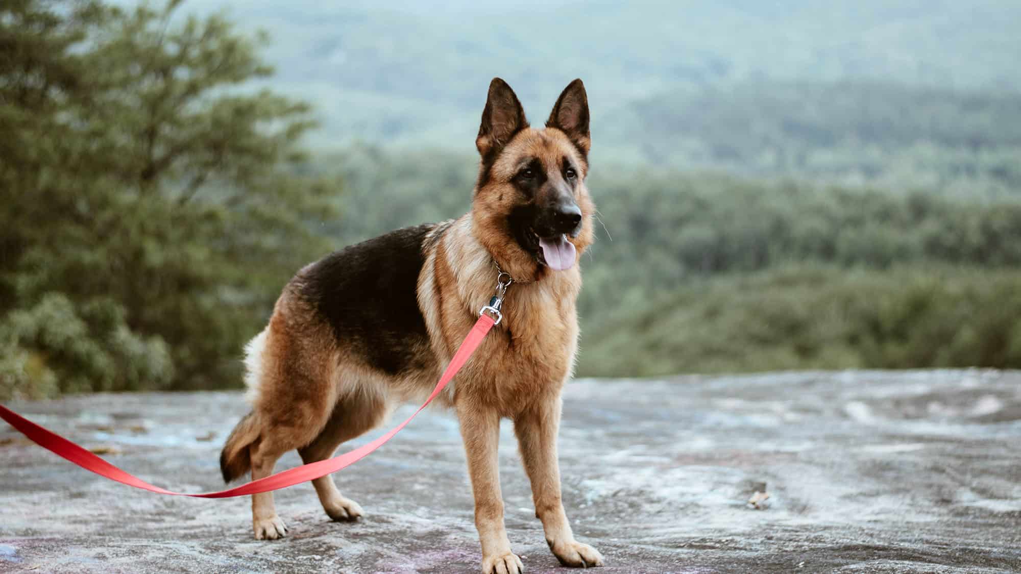 德國牧羊犬-2