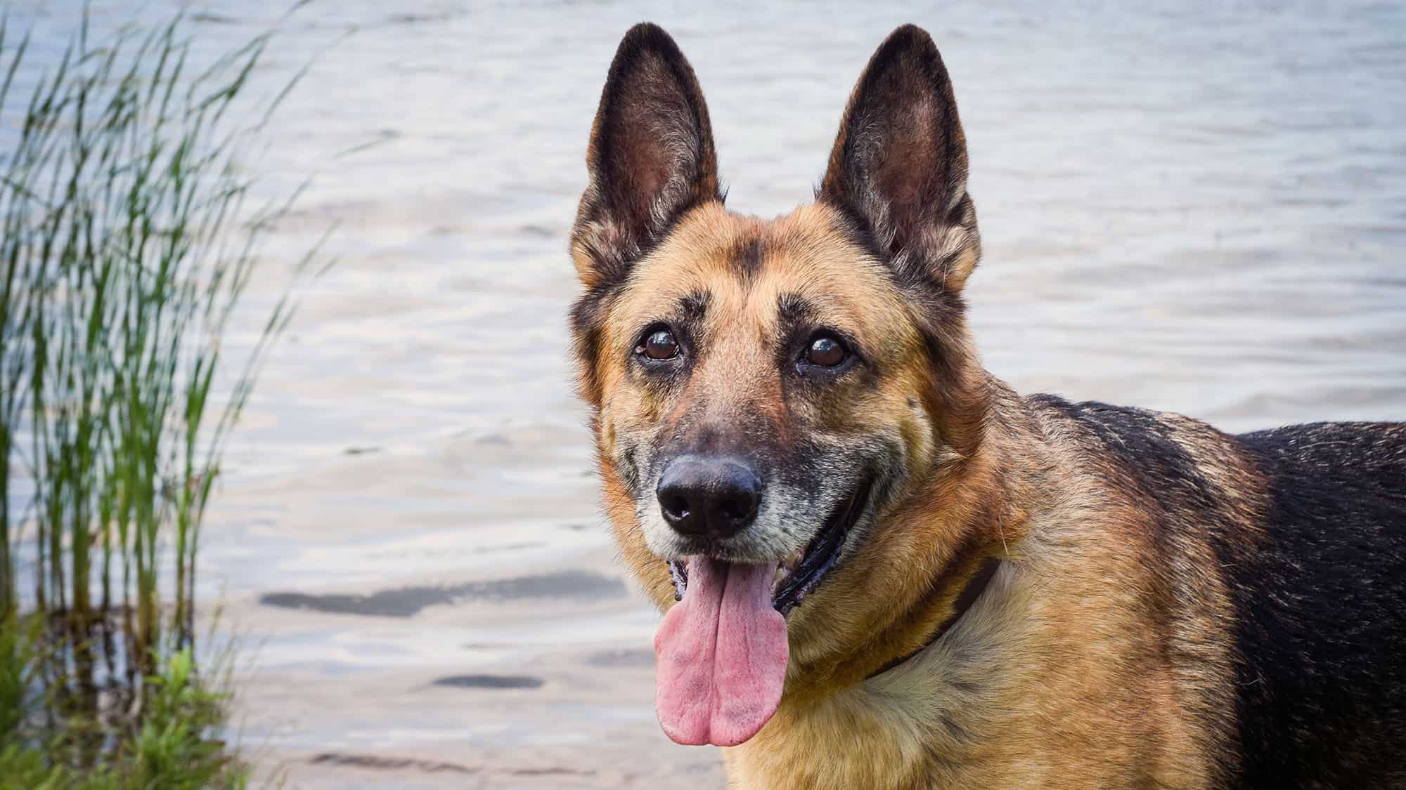 德國牧羊犬-3