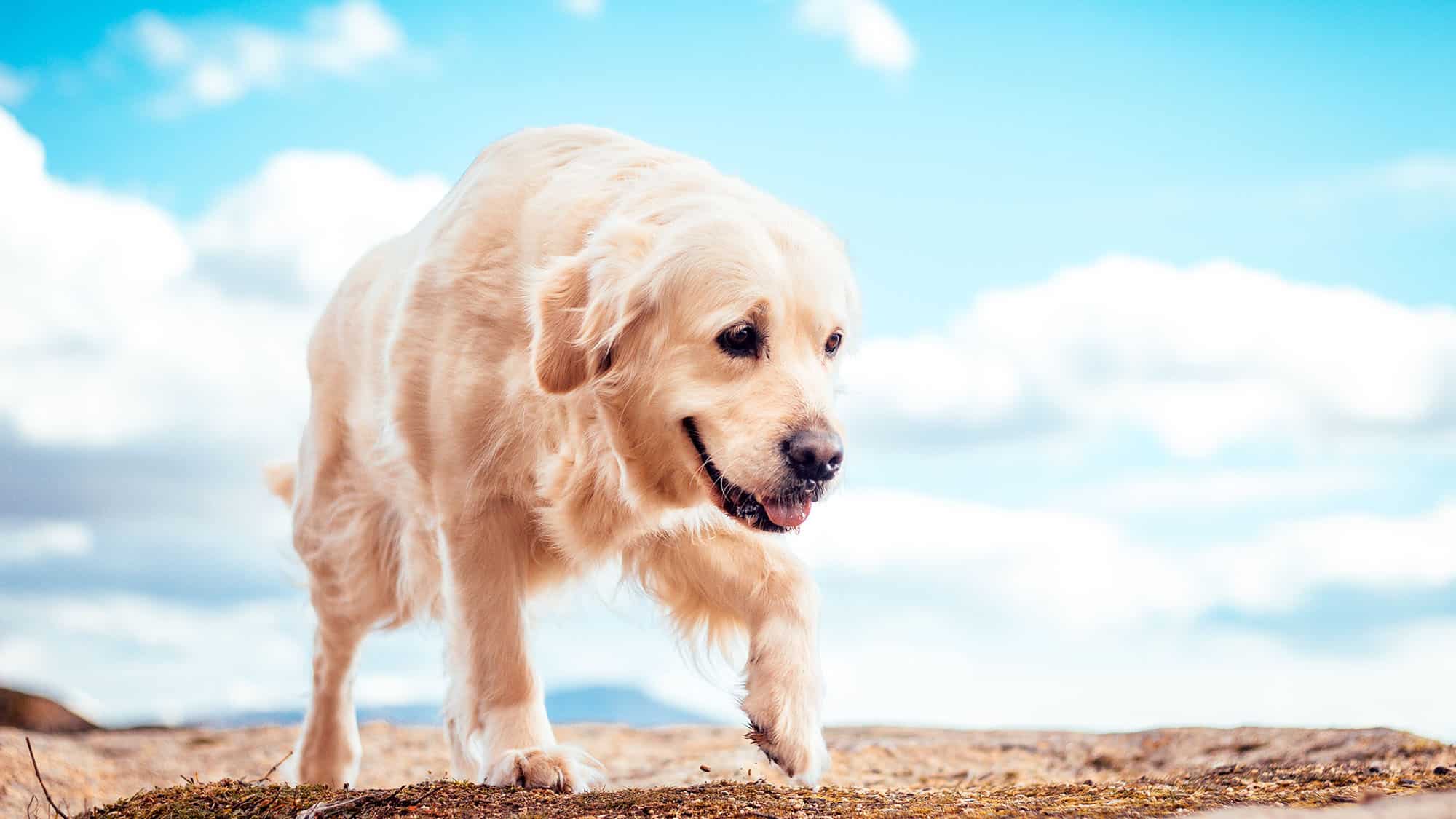 金毛尋回犬-2
