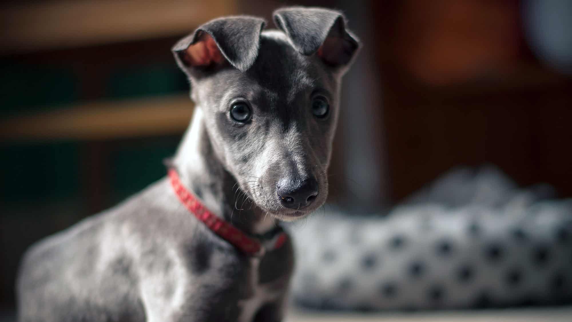 意大利靈緹犬-2
