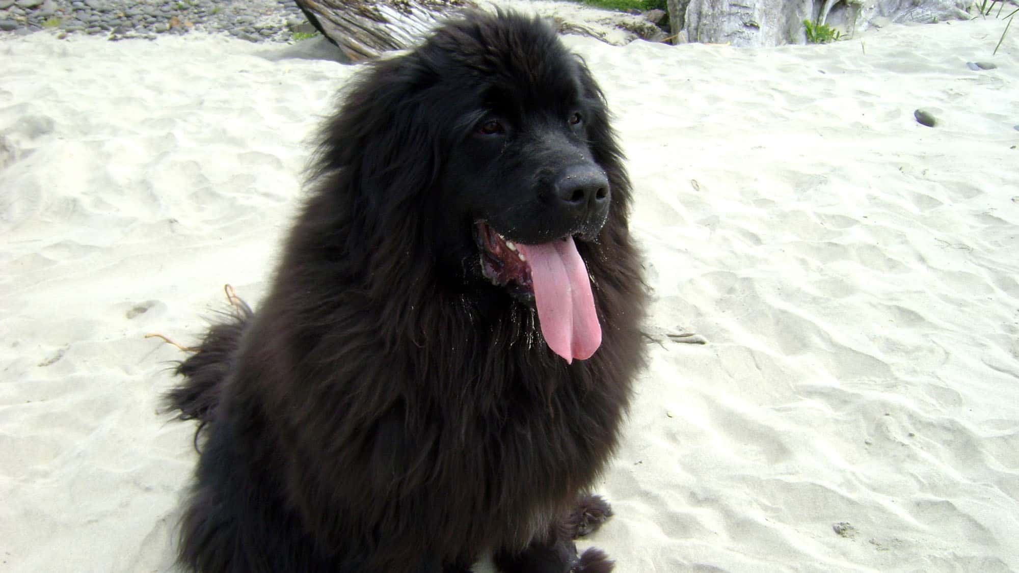 紐芬蘭犬-2