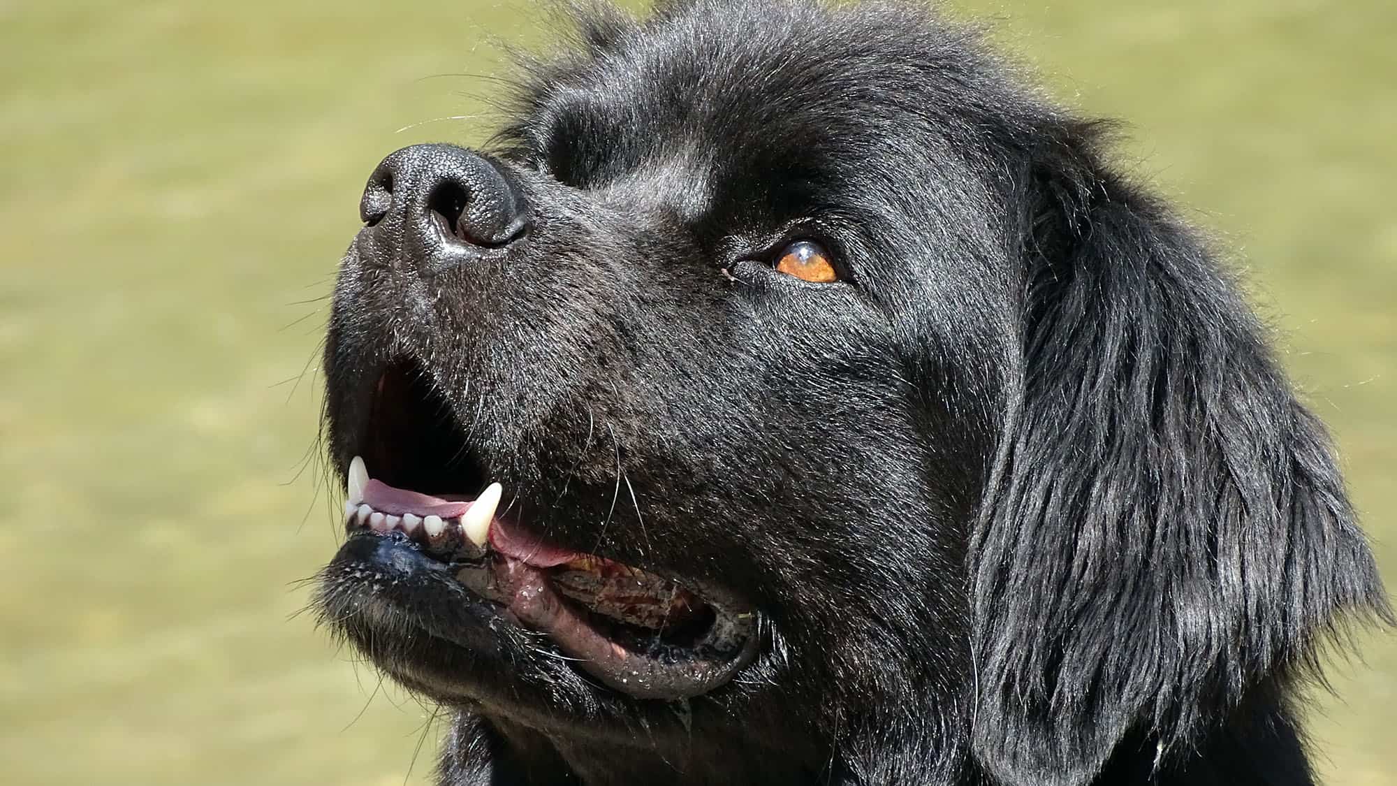 紐芬蘭犬-3