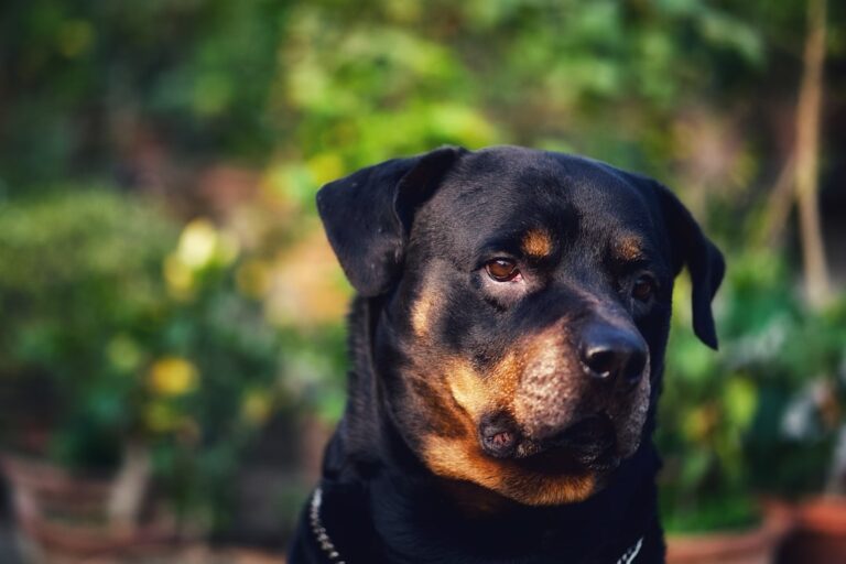 羅威納犬食物過敏的症狀及治療方法
