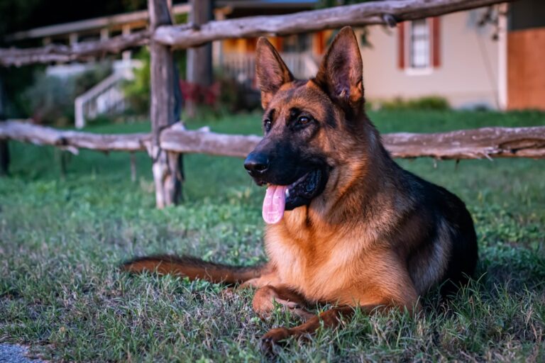 德國牧羊犬食物過敏怎麼辦