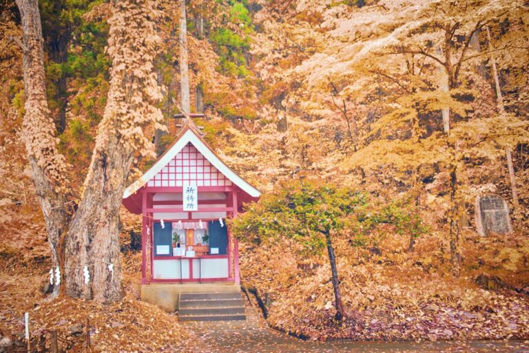 秋田犬可以吃橘子嗎？