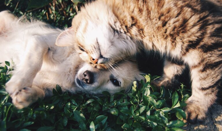 拳師犬可以吃芒果嗎