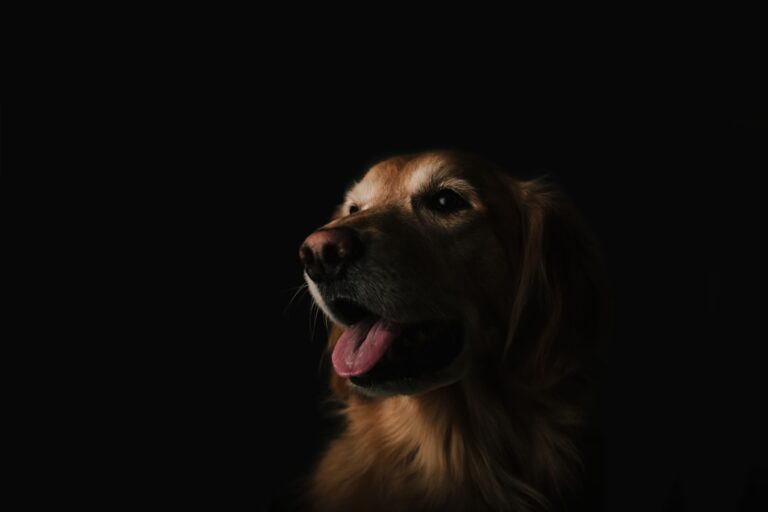 拳師犬可以吃番茄嗎
