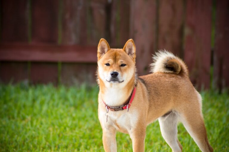 哪種秋田犬最大？