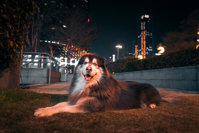 阿拉斯加雪橇犬可以吃橘子嗎