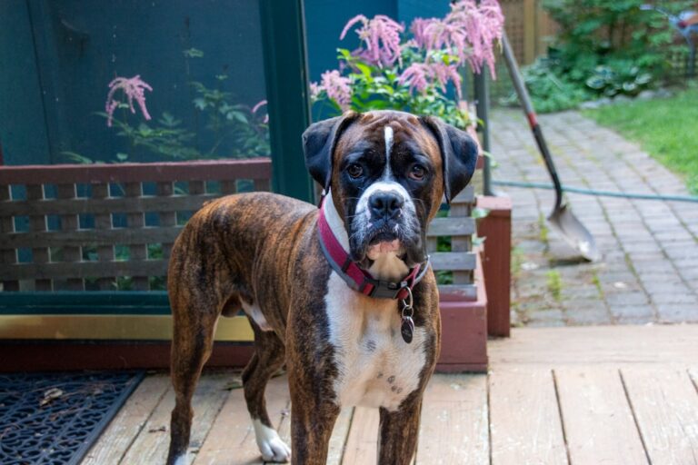 拳師犬不能吃什麼
