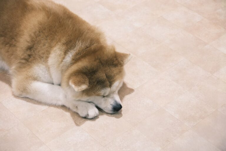 秋田犬比羅威納犬大嗎？