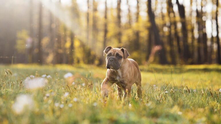 拳師犬可以吃芭樂嗎