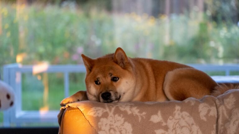 秋田犬會攻擊嗎？