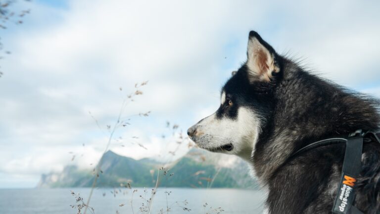 阿拉斯加雪橇犬作為家庭寵物的優缺點