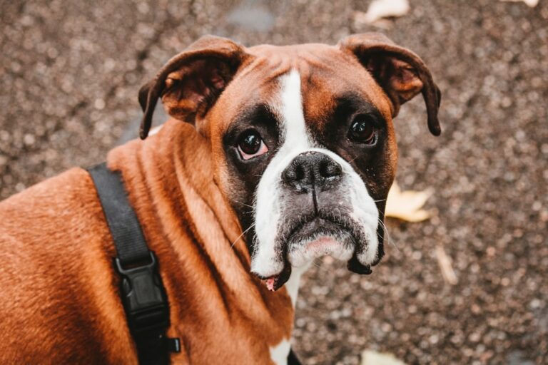 拳師犬可以吃水梨嗎