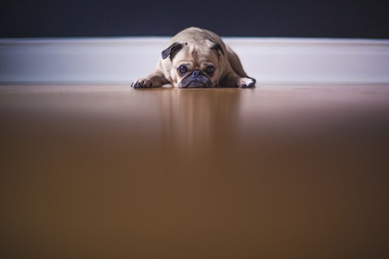 秋田犬會保護你嗎？