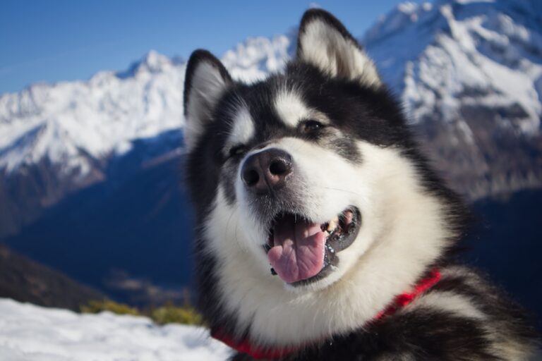如何迎接你的第一隻阿拉斯加雪橇犬幼犬