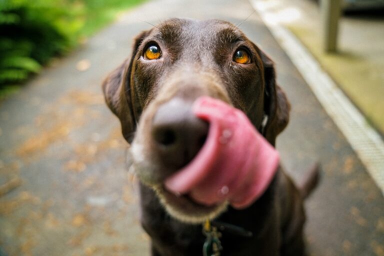 秋田犬是為什麼要培育的？