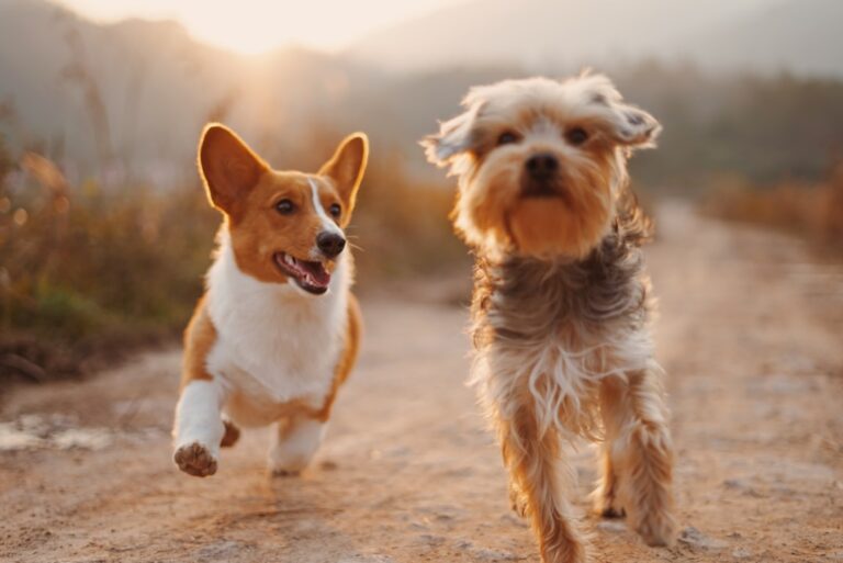 拳師犬可以吃香蕉嗎
