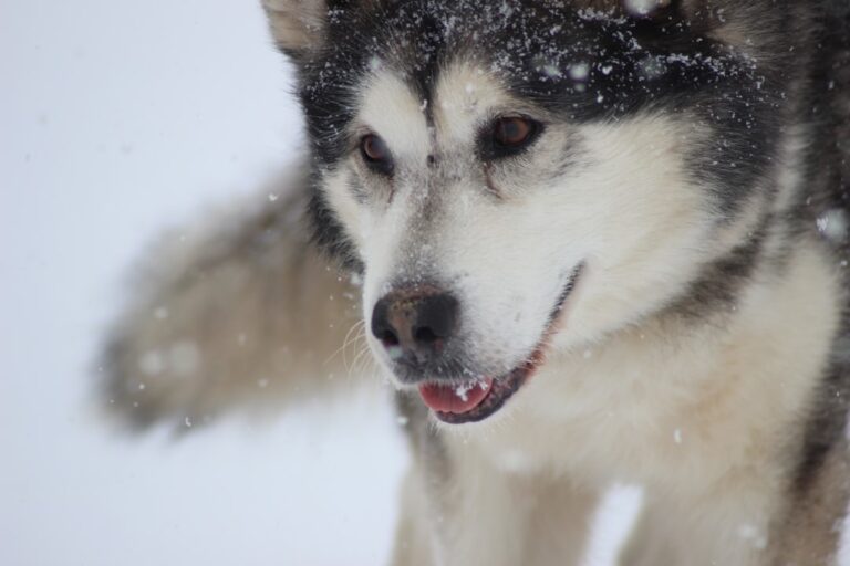 訓練阿拉斯加雪橇犬拉雪橇的初學者指南