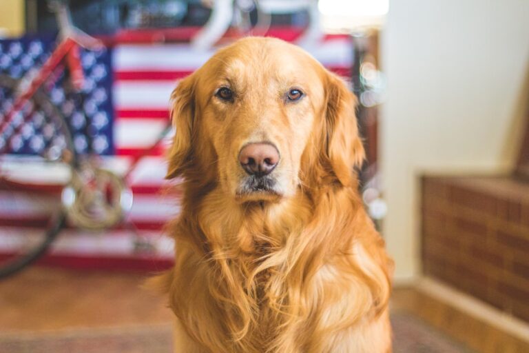 拳師犬可以吃洋蔥嗎