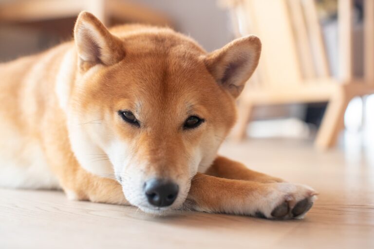 秋田犬為什麼被禁止？