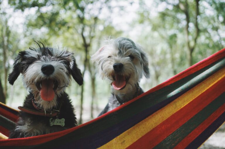 拳師犬可以吃龍眼嗎