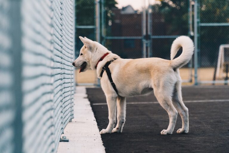 秋田犬為什麼在新加坡被禁止？