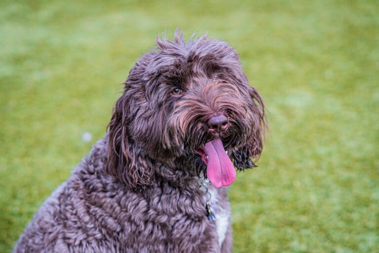 拳師犬可以吃巧克力嗎