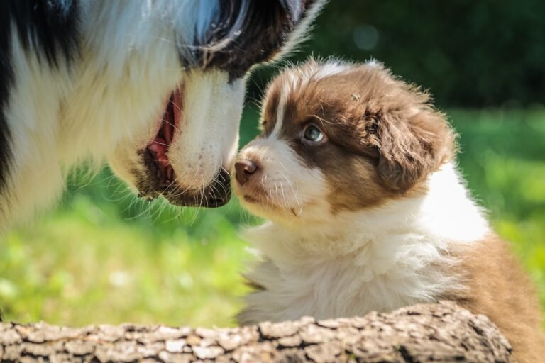 阿拉斯加雪橇犬幼犬的發育階段